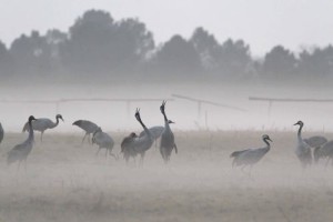 Grues_cendr__es____Arjuzanx