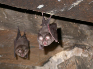 chauves-souris_gmhl.asso.fr