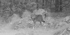 L’unique loup du département a été repéré pour la première fois en 2018. © Crédit photo : FTEM