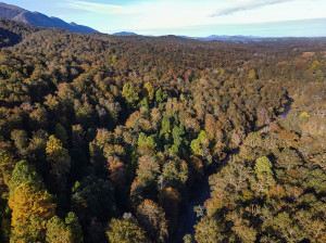 ©cyrilgarrabos2021 https://levoyageauxpyrenees.com/promenade-futaie-en-foret-du-bager/
